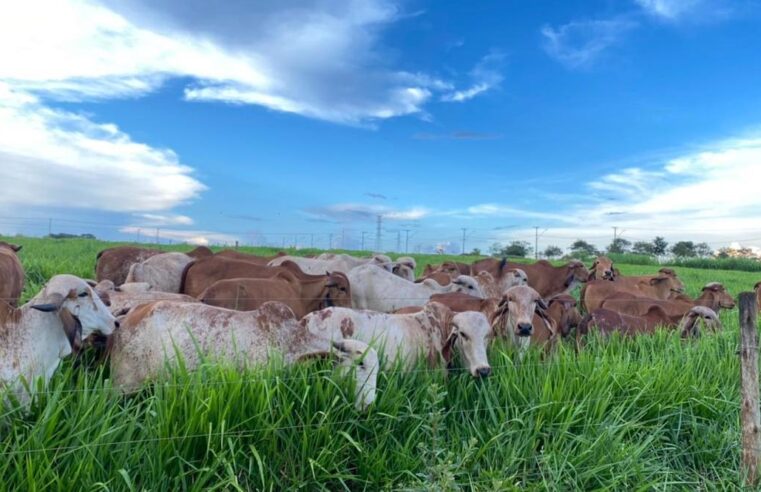 Governo de MG amplia oportunidades de crescimento das exportações de carne
