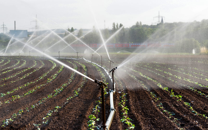 Projetos de irrigação da Codevasf produziram 4,11 milhões de toneladas de alimentos em 2023