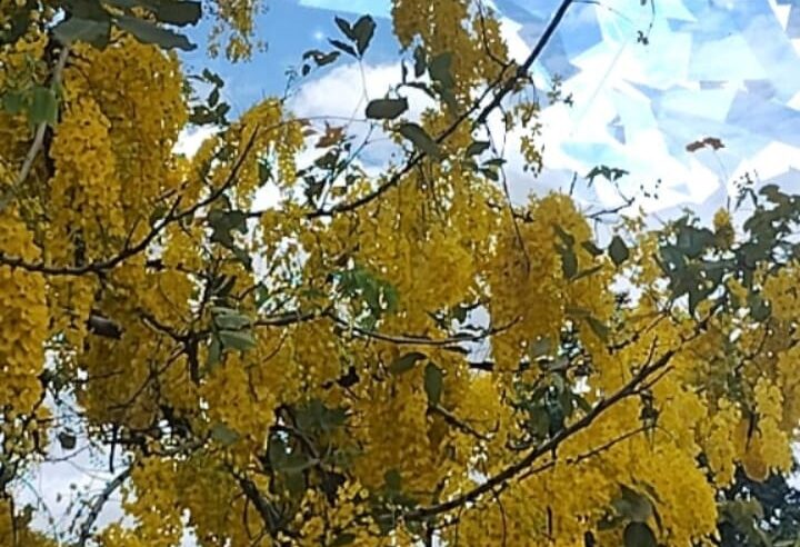 Céu da Semana (do dia 25/11/25 ao dia 30/11/25)