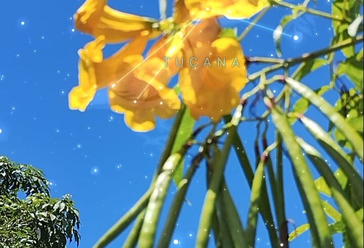 Céu da Semana (de 24/3/26 a 29/3/26)