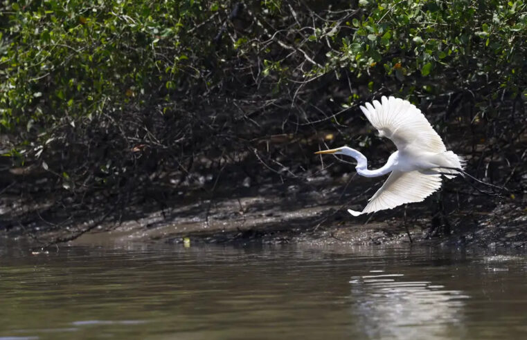 É hora de fazer valer os recursos de compensação ambiental