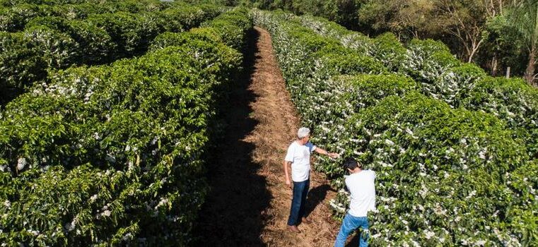 Iniciativas do Governo de Minas fortalecem a cadeia produtiva do café