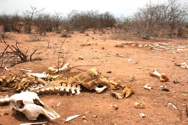 NORTE DE MINAS | AMAMS cobra ações urgentes dos governos estadual e federal para enfrentar seca