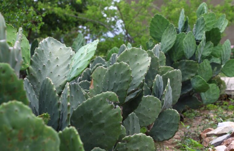 Sudene e INSA avançam em Minas Gerais na implantação de sementeiras de palma forrageira no Semiárido
