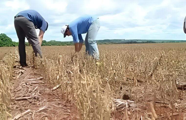 AMAMS celebra medida provisória que renegocia dívidas de produtores rurais no Norte de Minas