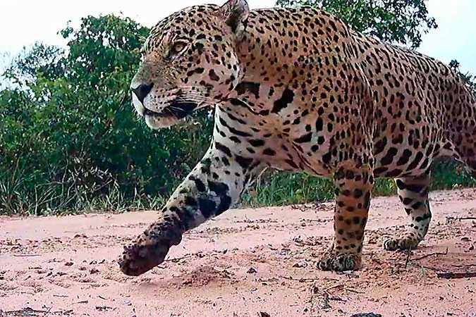 NORTE DE MINAS RECEBE PROJETO INOVADOR | Monitoramento de onças visa proteger o bioma do Cerrado e garantir a conservação da biodiversidade local