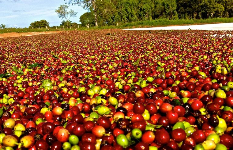 Com menor oferta, saca de café sobe mais de 100%