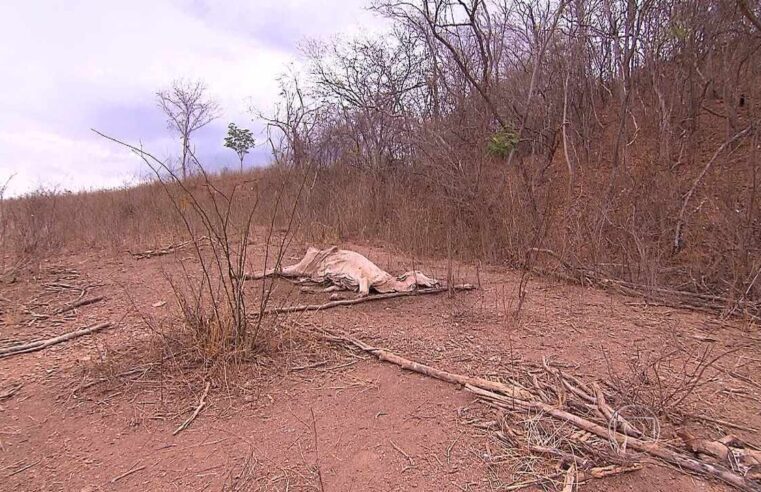 Governo Federal reconhece situação de emergência devido à seca no Norte de Minas