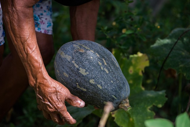 Impactos da aplicação de agrotóxicos com drones pautam audiência pública