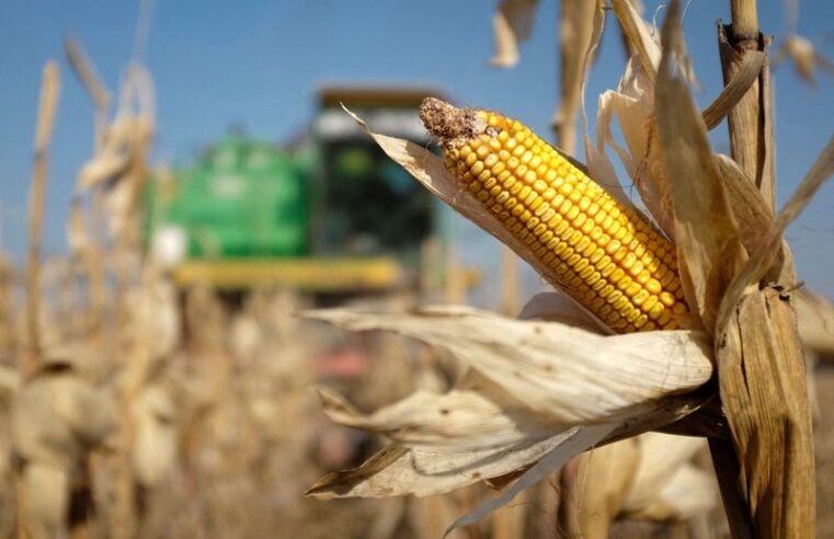 Condições climáticas favorecem o desenvolvimento do milho 2ª safra