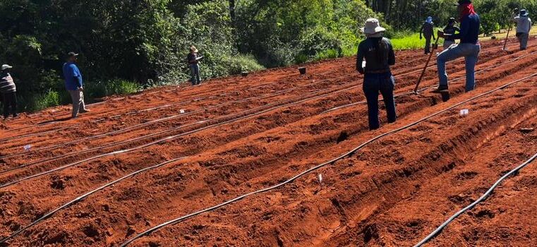 Projeto fortalece produção agropecuária no Norte de Minas e Vales do Jequitinhonha e Mucuri