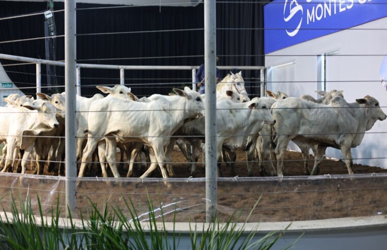 Leilão Confboi celebra 38 anos com grande evento no Parque de Exposições de Montes Claros
