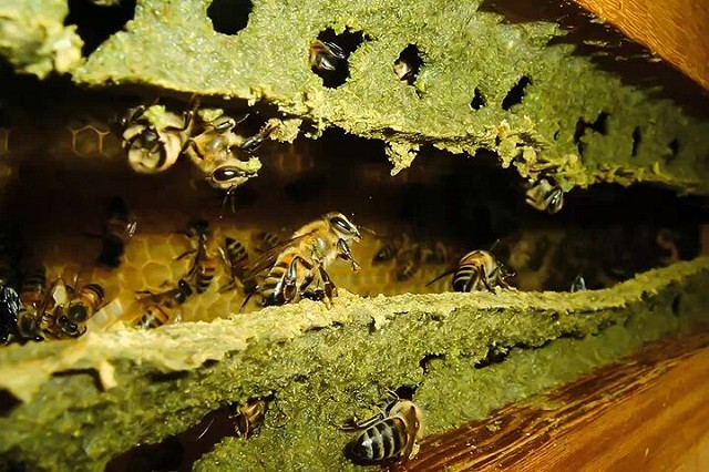 Uso indiscriminado de agrotóxicos estaria provocando morte de abelhas