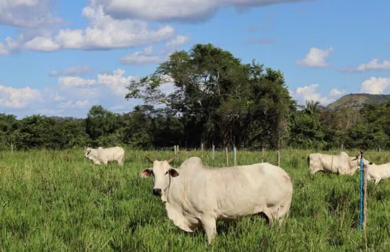 ROTINA DE JADE | Vaca premiada de R$ 2 milhões tem dieta balanceada e seguro de vida