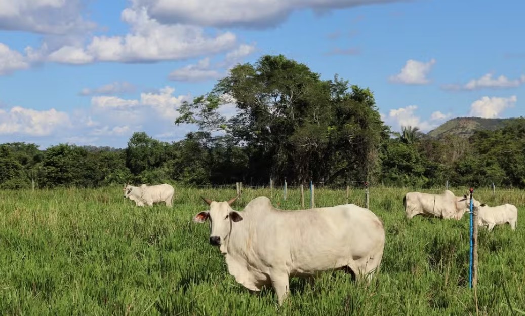 ROTINA DE JADE | Vaca premiada de R$ 2 milhões tem dieta balanceada e seguro de vida
