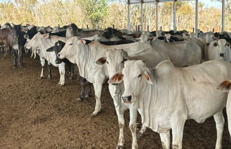 Montes Claros recebe encontro técnico gratuito sobre nutrição de gado de leite e corte com foco em eficiência produtiva e inovação