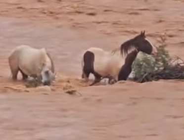 Cavalos ficam ilhados e são salvos no rio São Francisco por pescadores no Norte de Minas