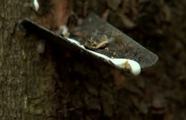 Governo Federal destina até R$ 22,2 milhões para apoiar escoamento de borracha natural no país