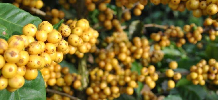 Cultivares de café desenvolvidas pela Epamig se destacam em Prêmio do Cerrado Mineiro