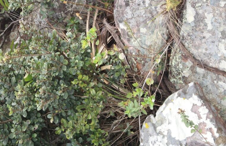 Descoberta nova espécie da flora brasileira no Norte de Minas