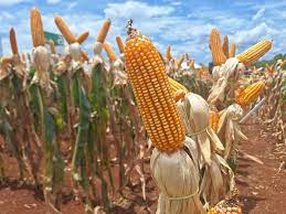 Conab promove nova operação de aquisição de milho para reforçar estoques públicos e apoiar pequenos criadores