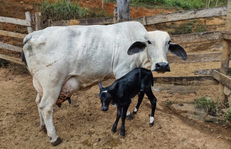 Abertas as inscrições para novas turmas do ATeG do Sindicato Rural de Montes Claros