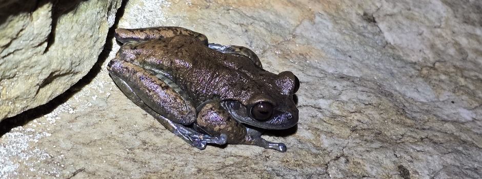 Estudo na Serra do Espinhaço revela espécies de anfíbios que se reproduzem em cavernas