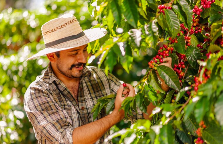 Conab estima produção de café em 58,81 milhões de sacas na safra 2024