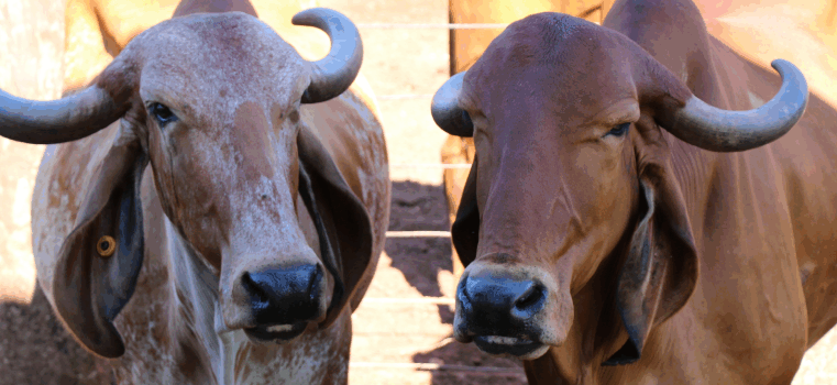 Touros com genética Epamig impulsionam produção de leite pelo Brasil