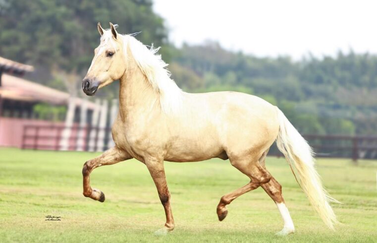 EQUINOCULTURA | 47ª Exposição do Mangalarga Marchador ganha status de especializada