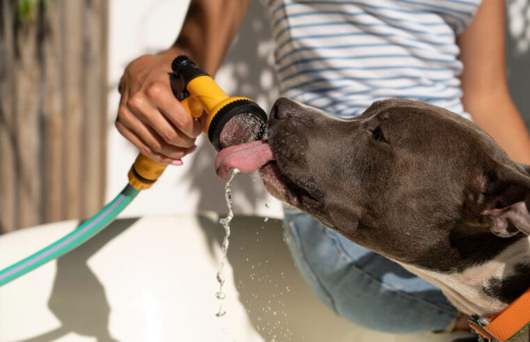 FUMAÇA | Pets sofrem com tempo seco e calor intenso