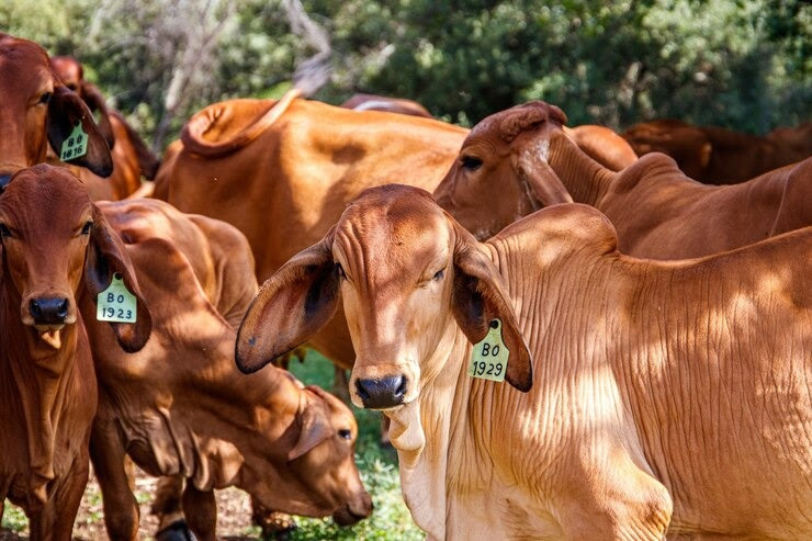 GADO DE CORTE | Dieta 100% grão simplifica o manejo e pode reduzir custos em insumos, diz especialista