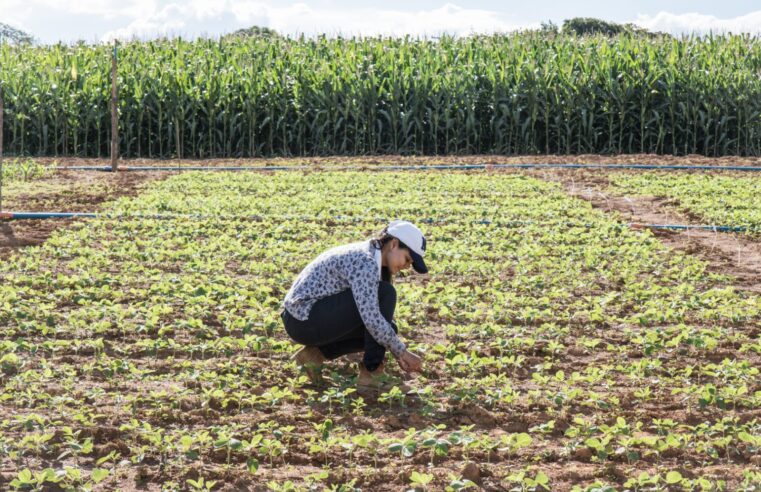 UFMG reúne especialistas e produtores para discutir agroecologia e agricultura familiar em Montes Claros