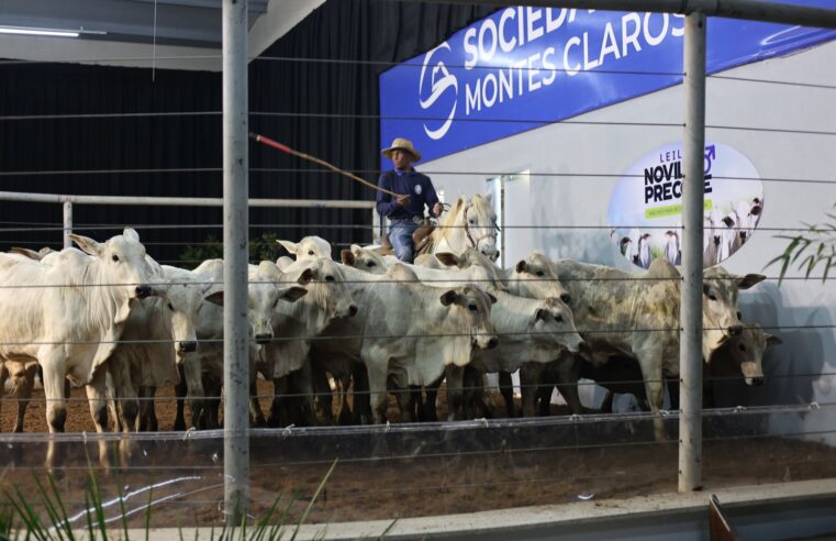 MONTES CLAROS | Leilão premium marca o encerramento do calendário agropecuário do ano