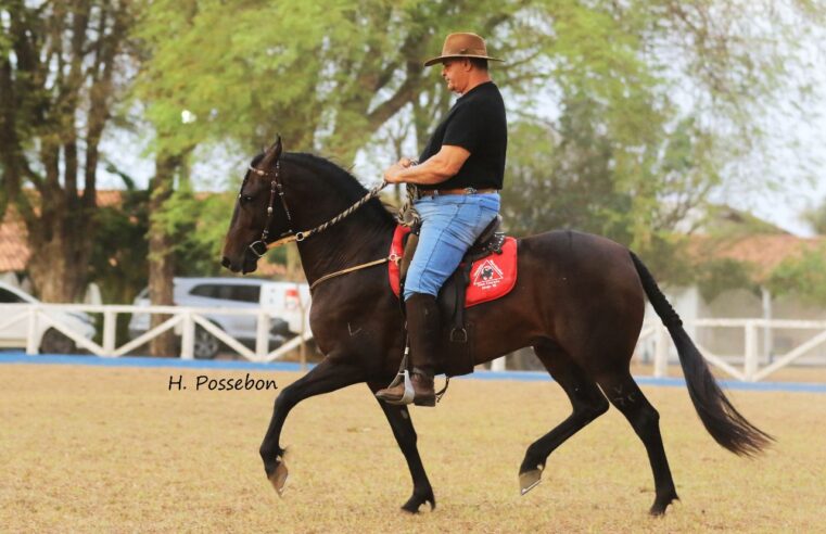 Criadores de Mangalarga Marchador do Norte de Minas realizam Poeirão João Leite