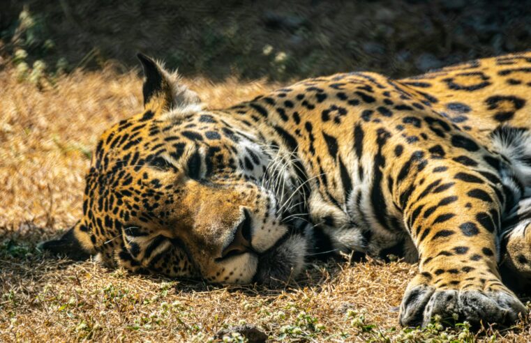 Monitoramento revela riqueza da fauna no Grande Sertão Veredas e reforça importância da conservação do Cerrado