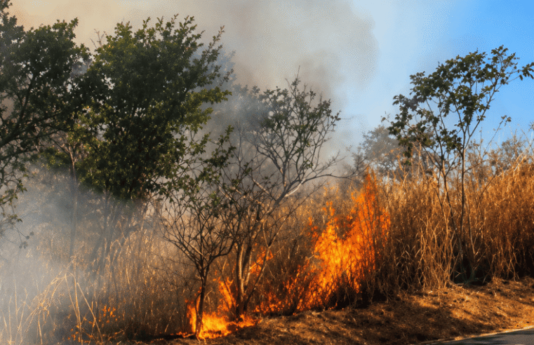 Incêndios em áreas de vegetação aumentam alerta no Norte de Minas durante período de estiagem
