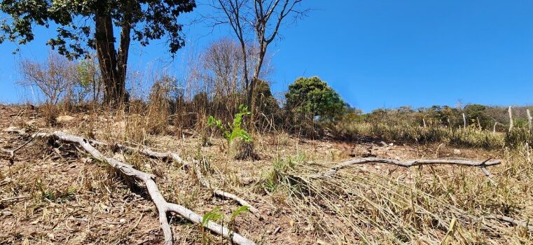 Produtores rurais afetados pela seca em Minas poderão renegociar dívidas com o Banco do Brasil