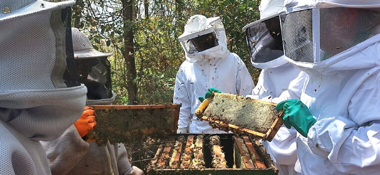 Emater compartilha cartilha com orientações sobre boas práticas na apicultura