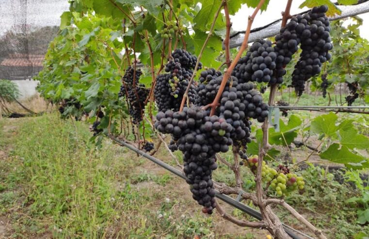 Grão Mogol cresce com turismo, investimentos e diversificação econômica no Norte de Minas