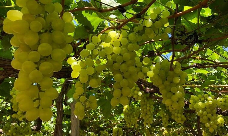 Uvas do Vale do São Francisco começam a ser exportadas para a Europa com tarifa zero