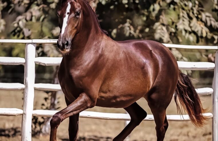 Leilão tropa do fusca é realizado em Francisco Sá
