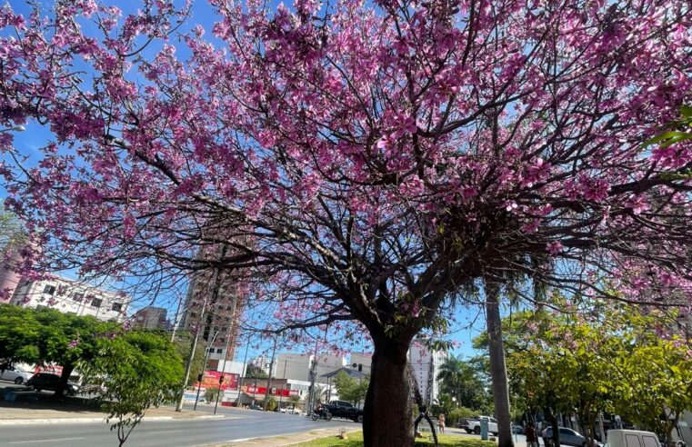 Barrigudas encantam Montes Claros com espetáculo natural