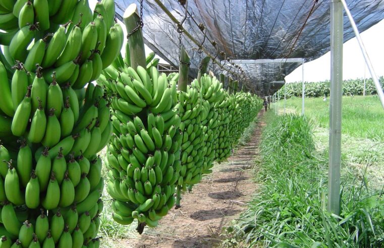 Norte de Minas fica de fora do programa Rotas de Integração Nacional para frutas