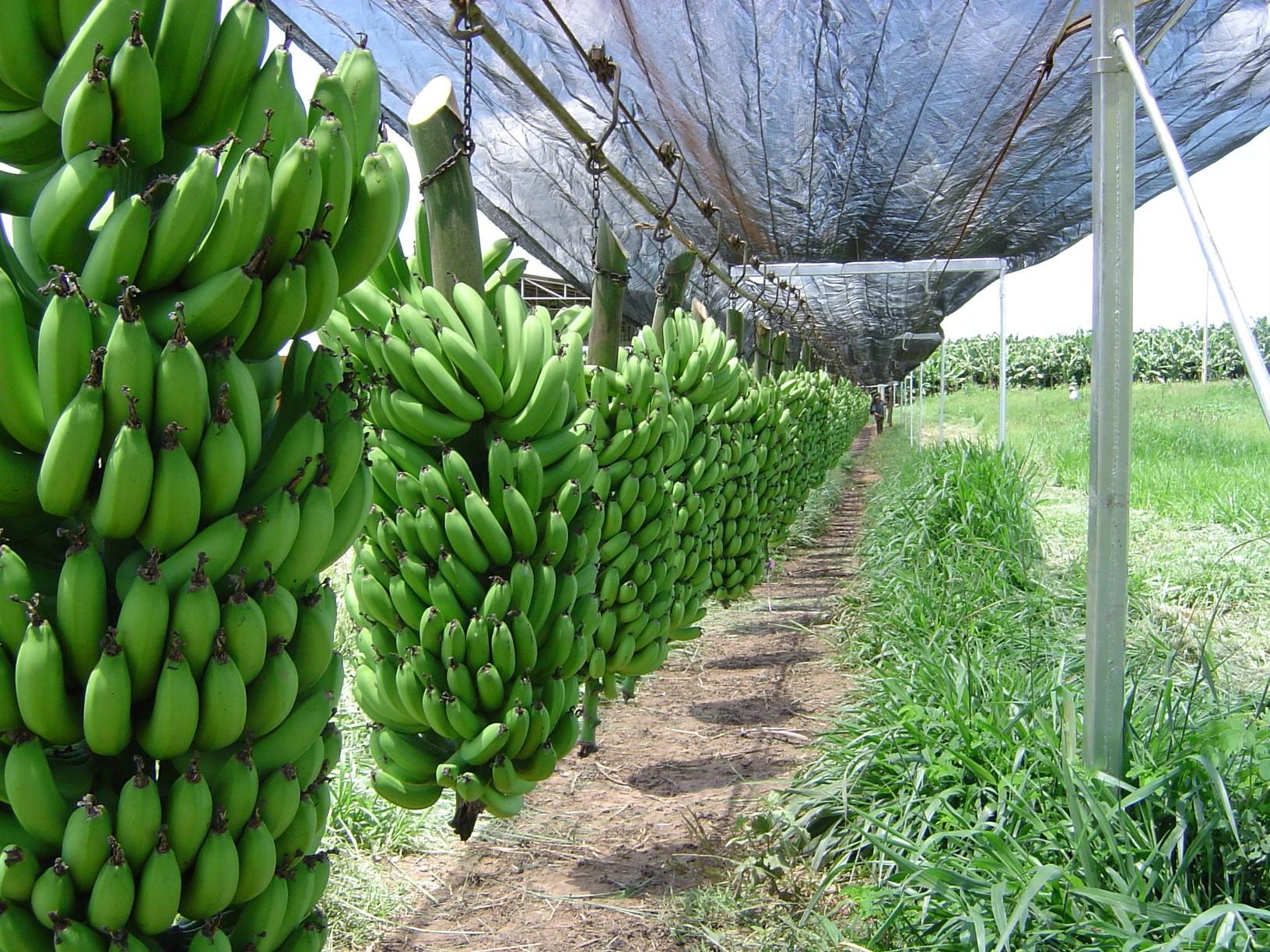 Norte de Minas fica de fora do programa Rotas de Integração Nacional para frutas