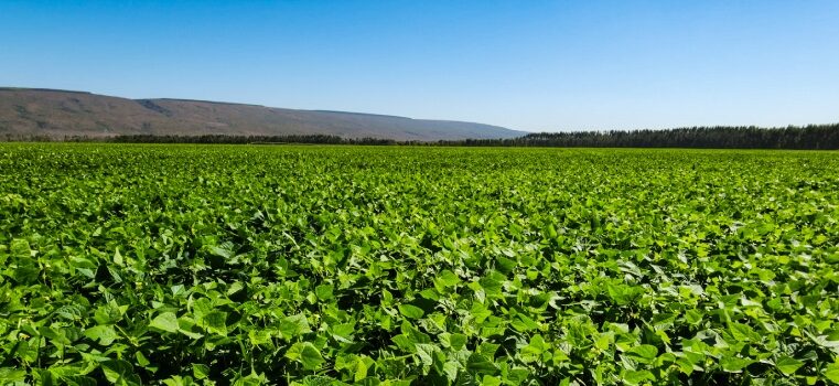 Safra de grãos em Minas Gerais deverá crescer 6,5% em relação a 2024