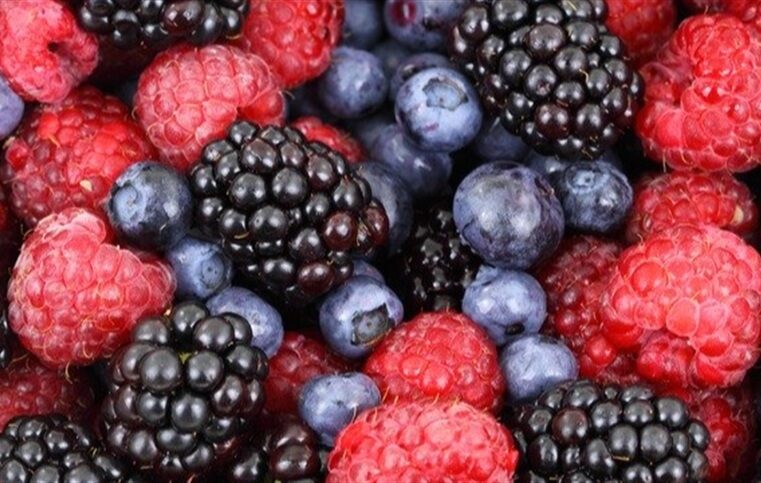 Epamig avança em pesquisas sobre cultivo de frutas vermelhas em regiões de clima quente
