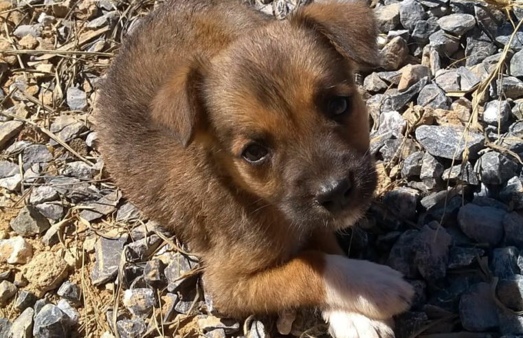 Mês Mundial dos Animais é celebrado em outubro