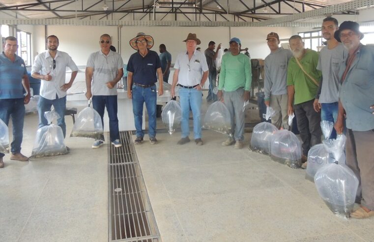 Prefeitura de Janaúba e Codevasf distribuem alevinos a produtores rurais