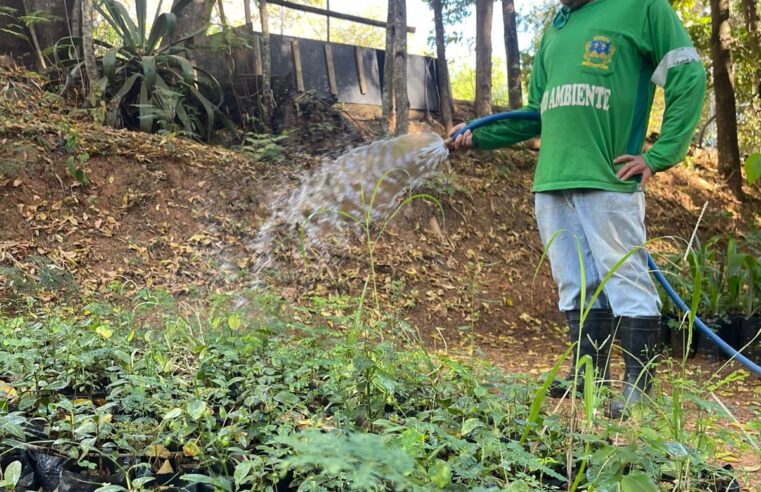 Viveiro Municipal fortalece a arborização e a sustentabilidade